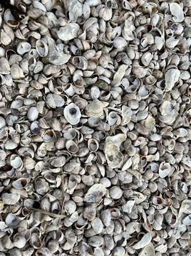 Background of white and grey shells Stock Photos