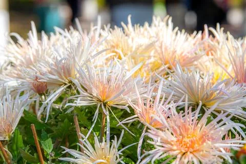 Background of the white and light pink chrysanthemum flowers in a close up,.. Stock Photos