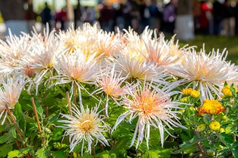Background of the white and light pink chrysanthemum flowers in a close up,.. Stock Photos