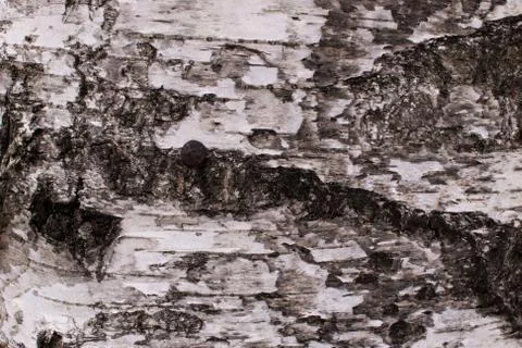 Background of white bark 스톡 사진