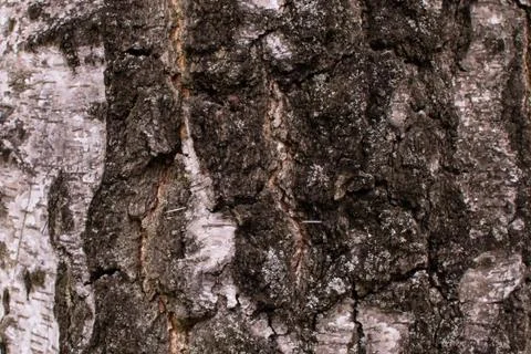 Background of white bark 스톡 사진