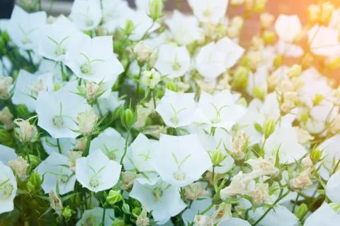 Background of white bells Stock Photos