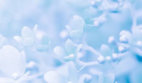 Background of white blue petals of Hydrangea or Hydrangea. Soft focus Stock Photos