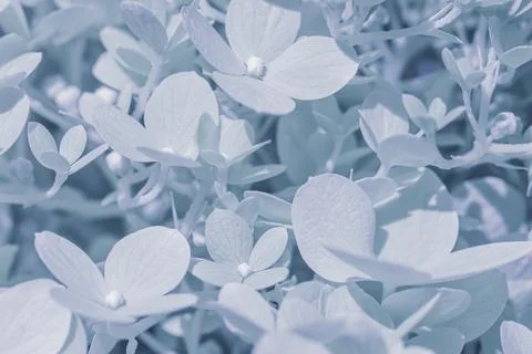 Background of white blue petals of Hydrangea or Hydrangea. Soft focus Stock Photos