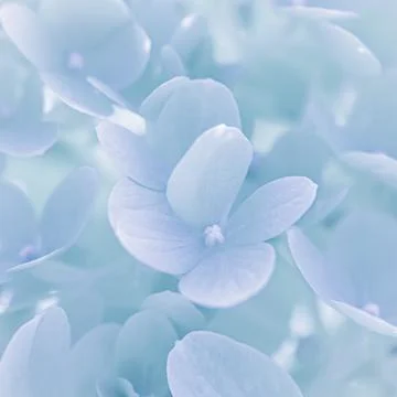 Background of white blue petals of Hydrangea or Hydrangea. Soft focus Stock Photos