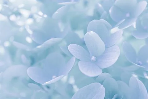 Background of white blue petals of Hydrangea or Hydrangea. Soft focus Stock Photos