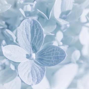 Background of white blue petals of Hydrangea or Hydrangea. Soft focus Stock Photos