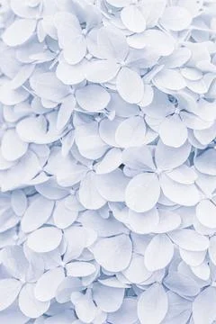 Background of white blue petals of Hydrangea or Hydrangea. Soft focus Stock Photos