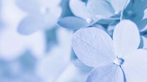 Background of white blue petals of Hydrangea or Hydrangea. Soft focus Stock Photos