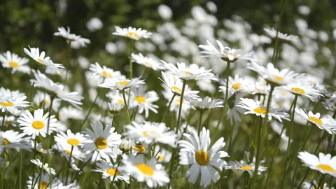 Background of white chamomile waving in the wind in the field Stock Footage 141732634