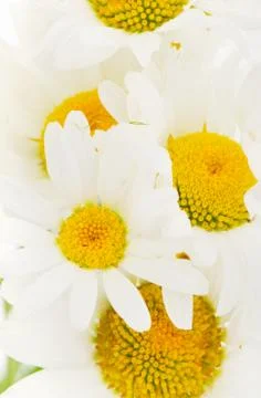 Background of white daisies Stock Photos
