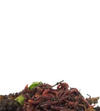 Background on white of earthworms in compost Stock Photos