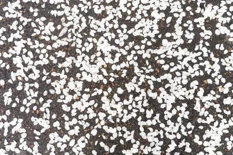 Background of white fallen apple tree petals on wet asphalt in the park Stock Photos