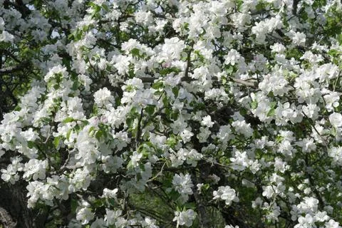 Background of white flowers is cover wild plum. lush spring flowering of th.. Stock Photos