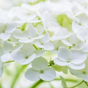 Background of white flowers. Hydrangea or hortensia in blossom. Stock Photos