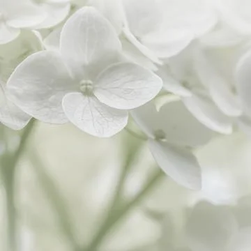 Background from white flowers. Hydrangea or hortensia in blossom. Stock Photos