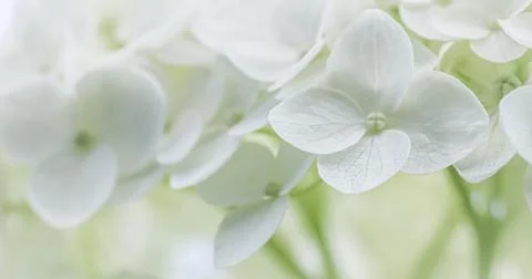 Background from white flowers. Hydrangea or hortensia in blossom. Stock Photos