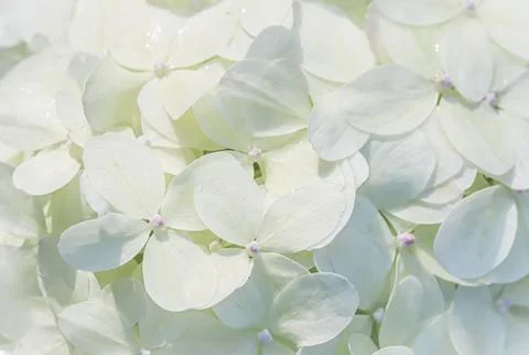 Background from white flowers. Hydrangea or hortensia in blossom. Stock Photos