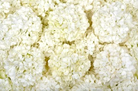Background of white flowers Stock Photos