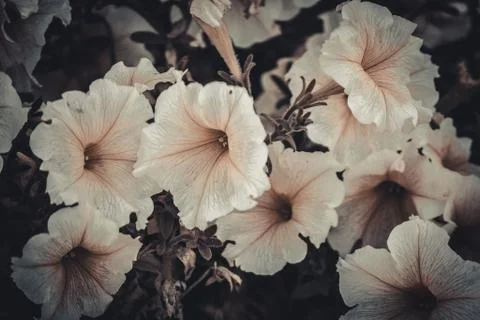 Background of white flowers Stock Photos