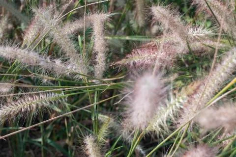 Background of white grass flowers Foto stock
