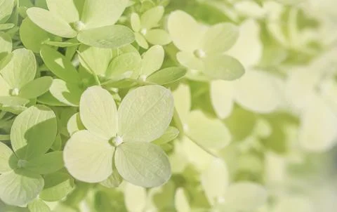 Background of white green petals of Hydrangea or Hydrangea. Soft focus Foto stock