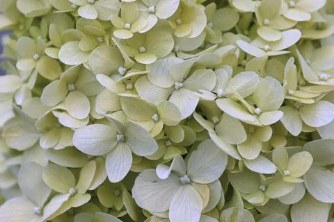 A background of white hydrangea blossoms in bloom Stock Photos