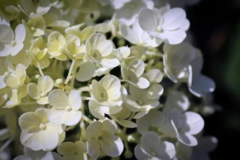 A background of white hydrangea blossoms in bloom Foto stock