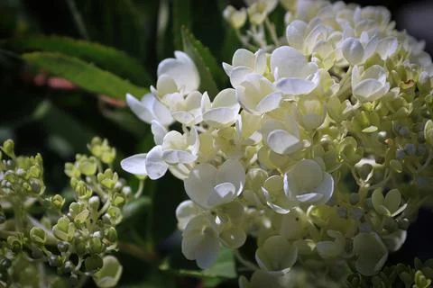 A background of white hydrangea blossoms in bloom 写真素材