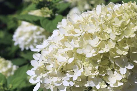 A background of white hydrangea blossoms in bloom Foto stock