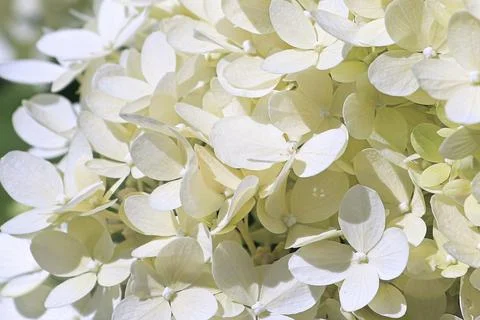 A background of white hydrangea blossoms in bloom Stock Photos
