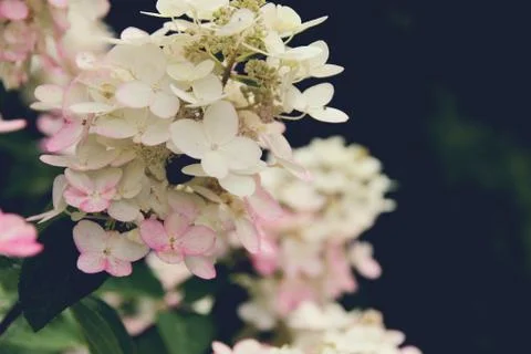 Background. White hydrangea. Blurred background. Summer shooting Stock Photos