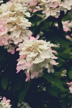 Background. White hydrangea. Blurred background. Summer shooting Stock Photos