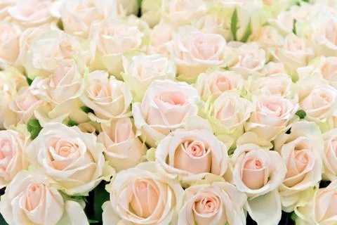 Background of white roses Stock Photos