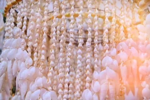 Background of white shells on a string. Light texture of seashells. Decorativ Stock Photos