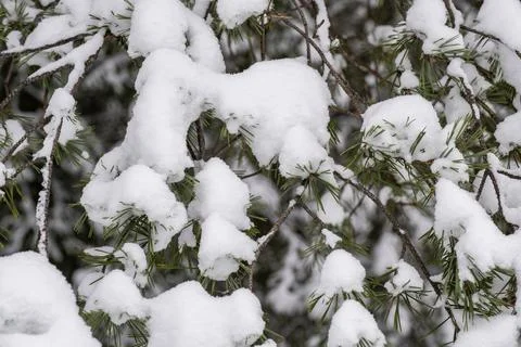 Background of white snow lying on pine branches with green needles. Stock Photos