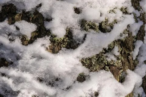 Background of white snow on the trunk of a large tree with green lichen. Stock Photos
