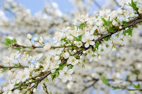 A background of white spring blooming branches Stock Photos