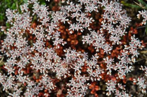 Background of white stonecrop Stock Photos