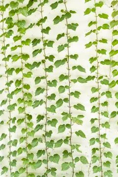 Background with white wall with ivy Stock Photos