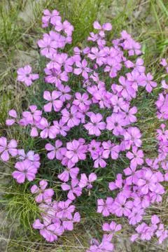 Background of wild carnations. Stock Photos