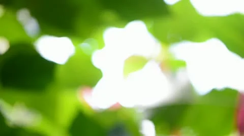 Background of wild flora leaves Stockbeeldmateriaal 21228320