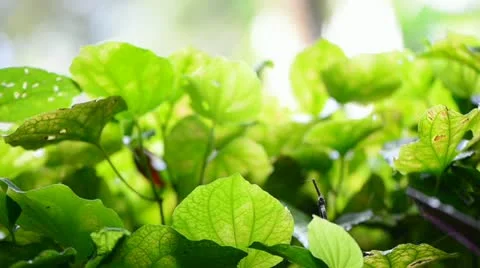 Background of wild flora leaves Vidéo 21229478