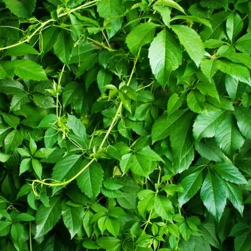 Background of wild grapes Stock Photos