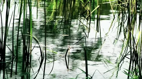 Background of wild grass growing in the pond Stock Footage 259718347