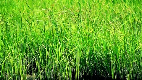 Background of wild grass growing in the pond 스톡 동영상 259739084