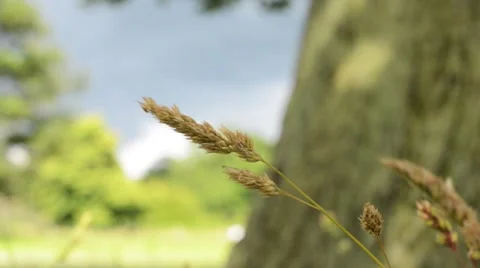 Background of wild grasses gently blowing in wind under tree at ground level Stock Footage 65727708