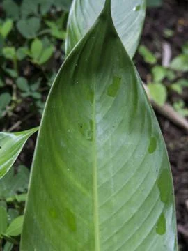 Background of wild leaf sheets in the forest Stock Photos
