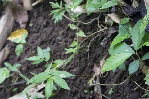 Background of wild leaf sheets in the forest Stock Photos