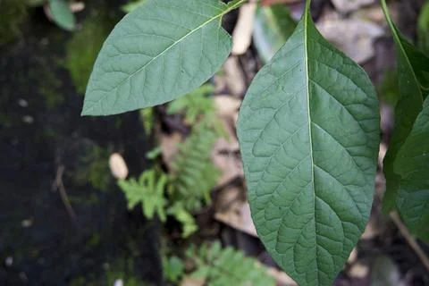 Background of wild leaf sheets in the forest Stock Photos
